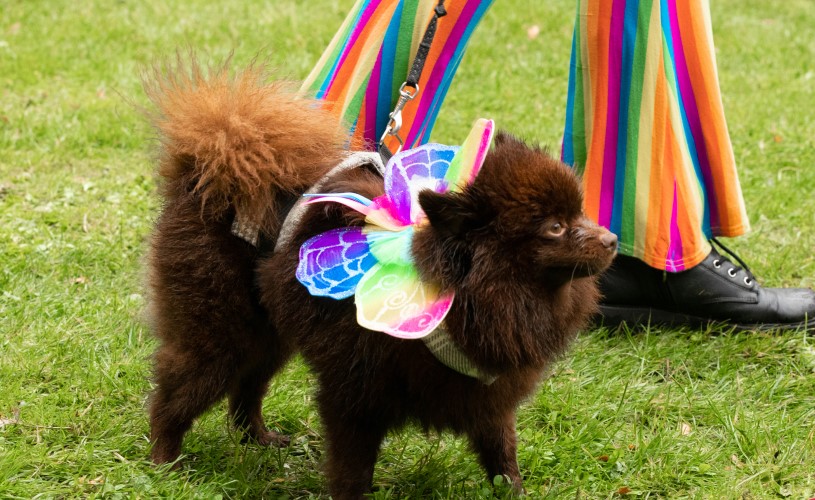 Bristol Pride 2022 dog show